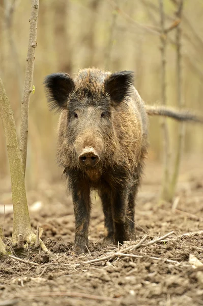 Wild varken — Stockfoto