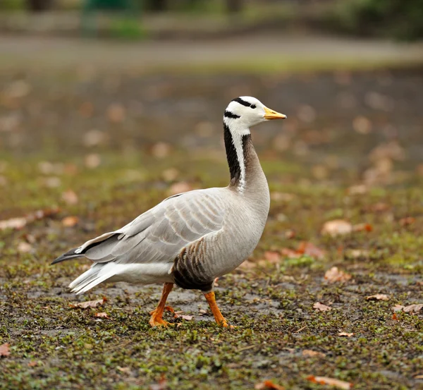 stock image Pair of Canada geese in grasses aglow with evening sunlight