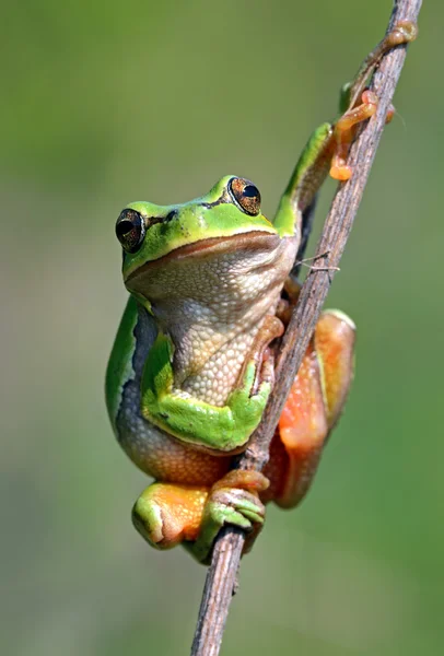 Żaba na gałęzi — Zdjęcie stockowe