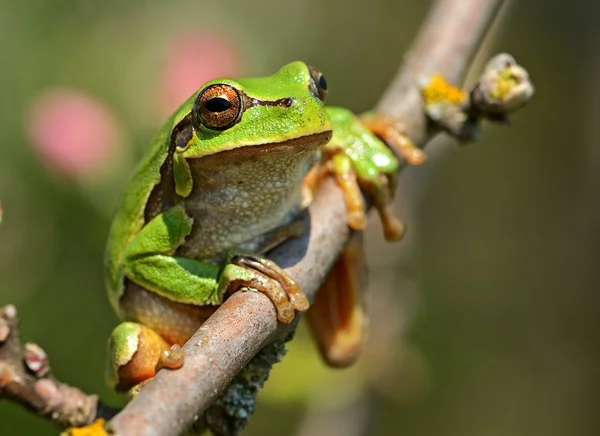 나뭇가지에 앉은 개구리 — 스톡 사진