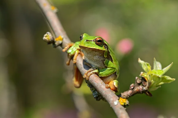 stock image Frog on a branch