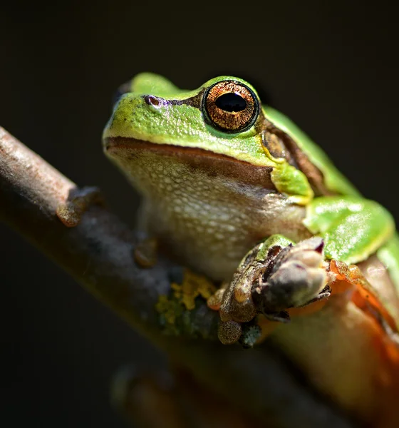 绿色的青蛙クリスタルと時計します。 — 图库照片