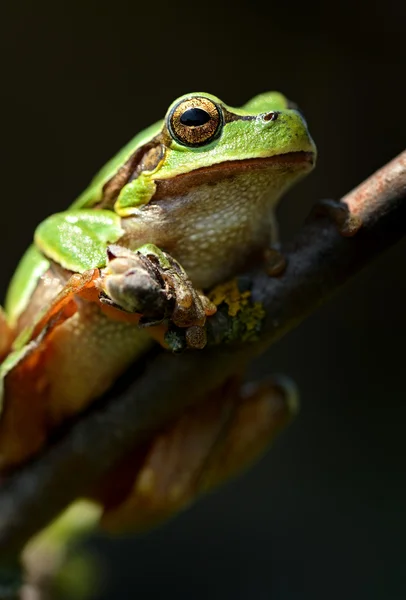树枝上的青蛙 — 图库照片