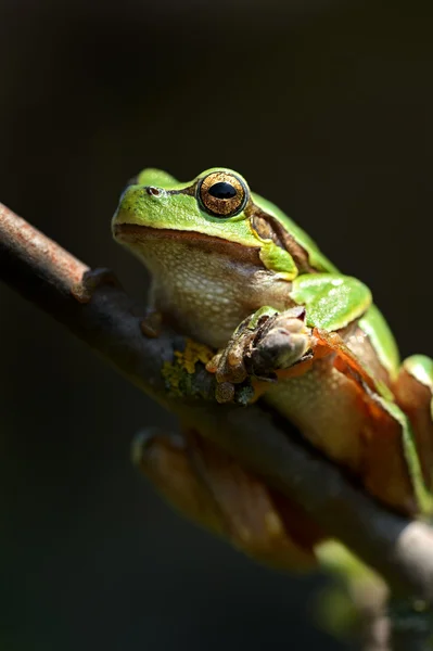 stock image Frog on a branch