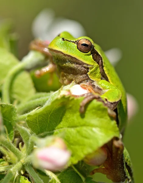 Frog on a branch — Stock Photo, Image