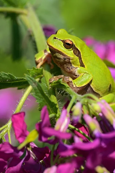 stock image Frog on a branch