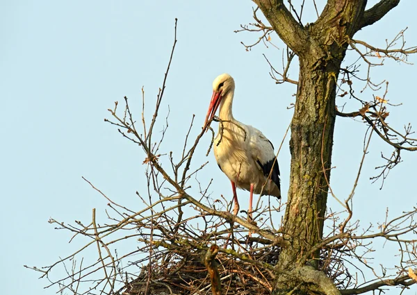 Une cigogne est dans un nid — Photo