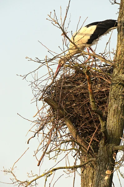 Una cigüeña está en un nido — Foto de Stock