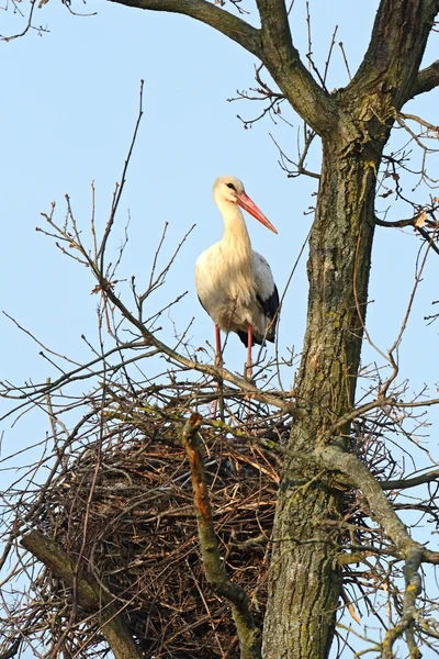 A stork is in a nest — Stock Photo, Image