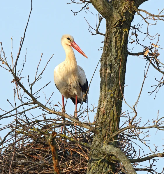 A stork is in a nest — Stock Photo, Image