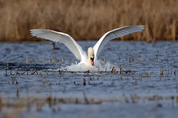 Swan är i naturen — Stockfoto