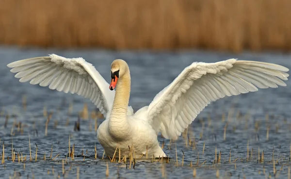 Cisne está na natureza — Fotografia de Stock