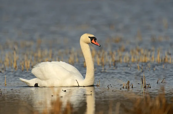 Cisne está na natureza — Fotografia de Stock