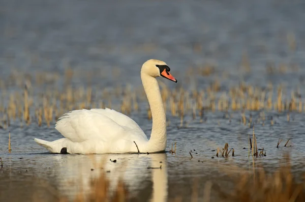 Cygne est dans la nature — Photo