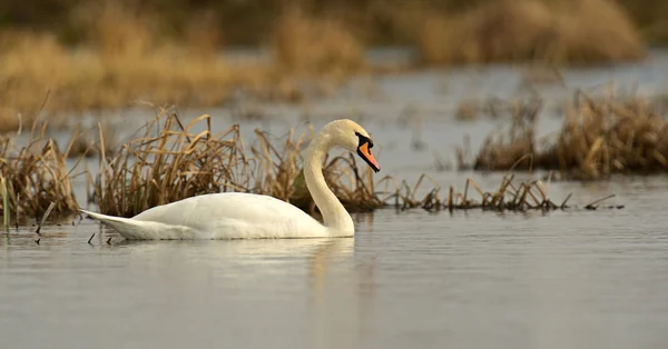 Swan je v přírodě — Stock fotografie