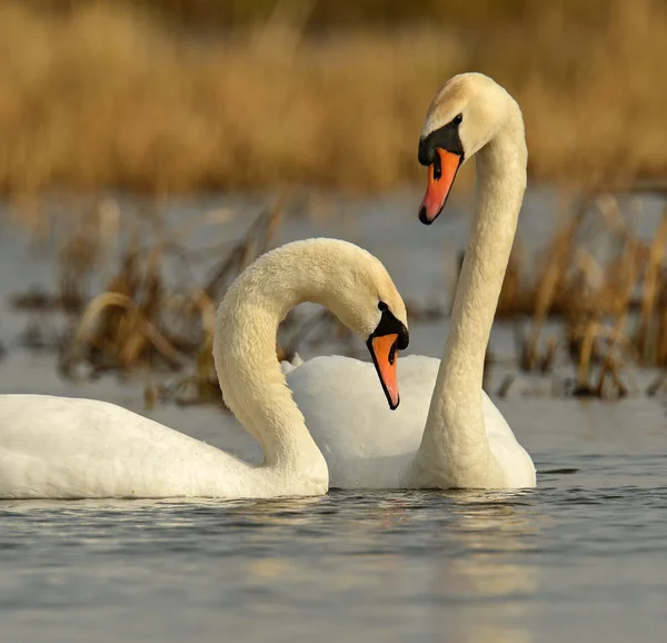 Swan jest w środowisku naturalnym — Zdjęcie stockowe