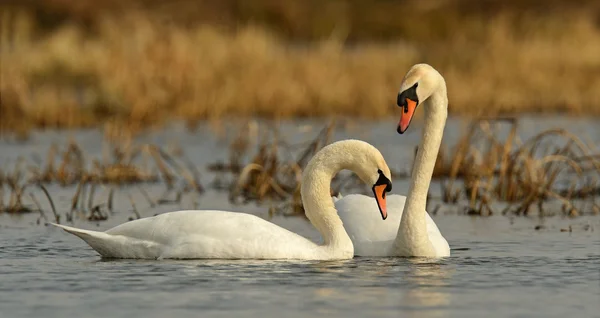 Swan está en la naturaleza — Foto de Stock