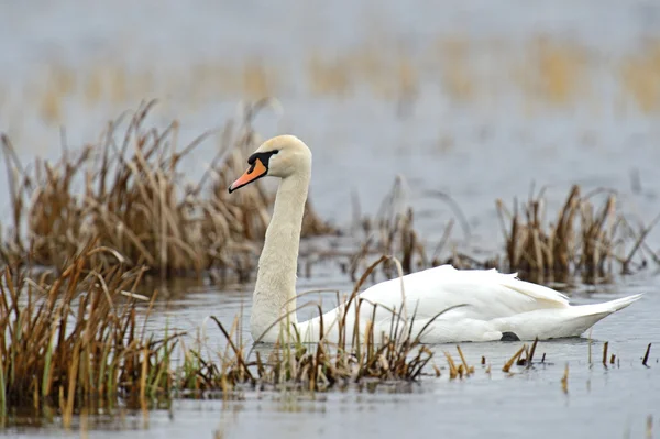 Swan je v přírodě — Stock fotografie