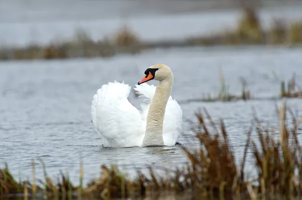 Swan is in the wild — Stock Photo, Image