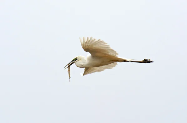 White Heron — Stock Photo, Image