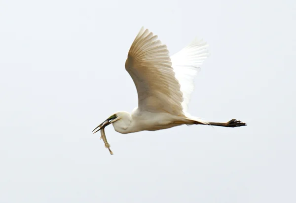White Heron — Stock Photo, Image