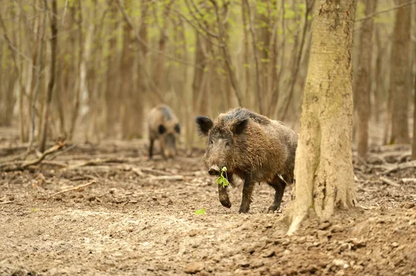 野生の豚 — ストック写真