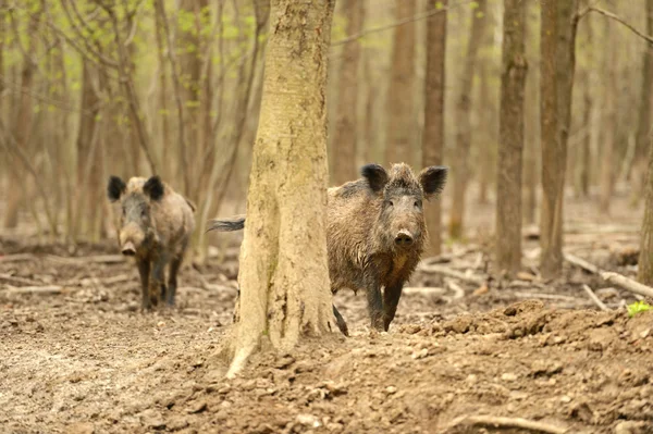 Porcs sauvages — Photo