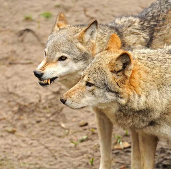 stock image Wolf in the wild