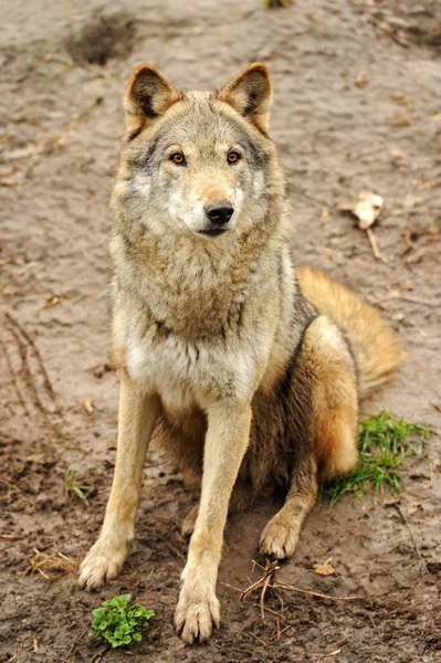 Wolf in freier Wildbahn — Stockfoto