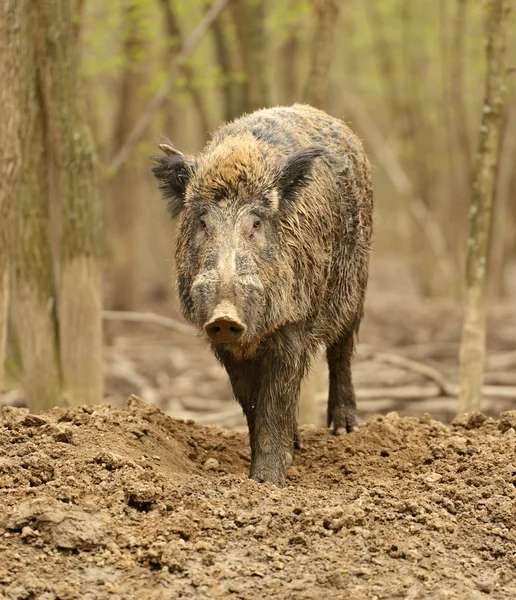강포한 돼지 — 스톡 사진