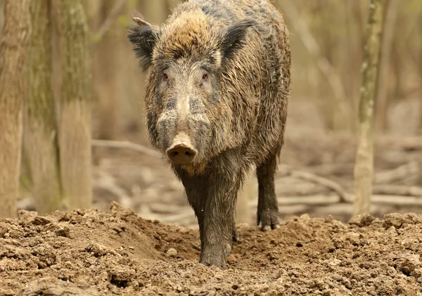 Wild pig — Stockfoto