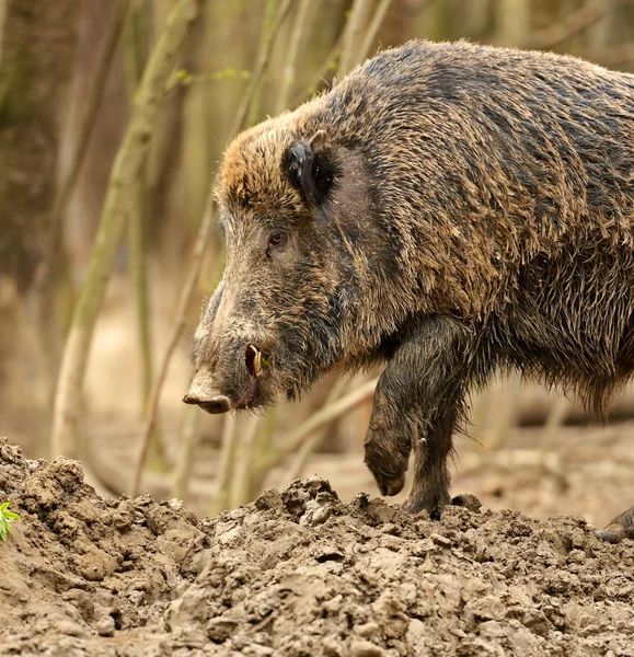 강포한 돼지 — 스톡 사진