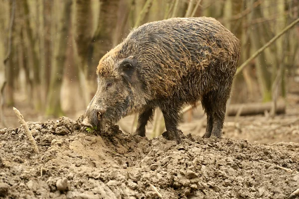 Wild Pig — Stock Photo, Image