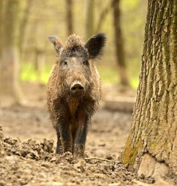 Wild pig — Stockfoto