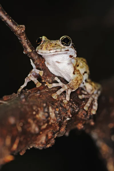 stock image Frog on a branch