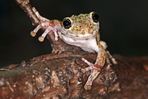 stock image Frog on a branch