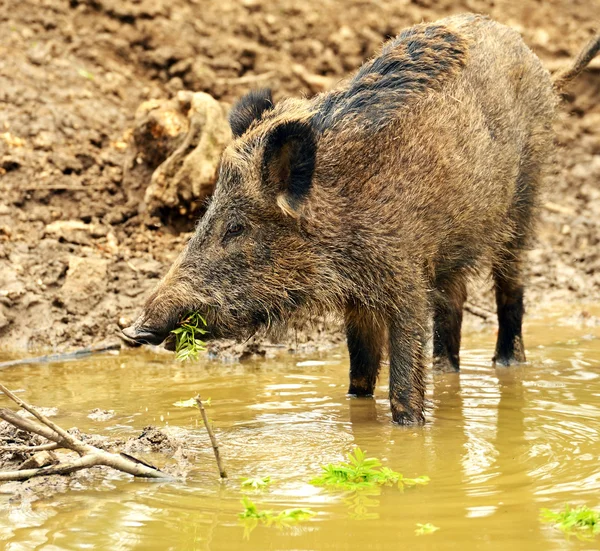 Cerdo salvaje —  Fotos de Stock