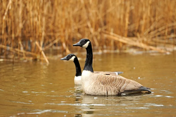 Pair of Canada geese in grasses aglow with evening sunlight — Stock Photo, Image