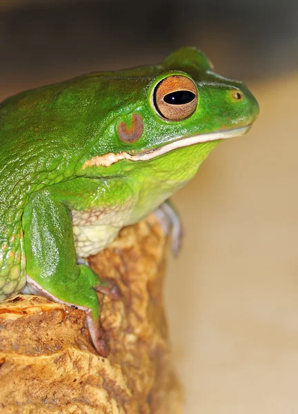Frosch auf einem Ast — Stockfoto