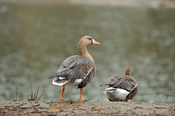 Grey geese — Stock Photo, Image