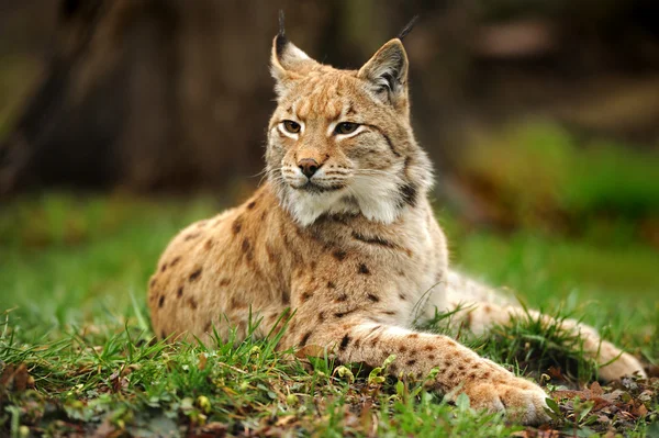 Lynx joven en primavera — Foto de Stock