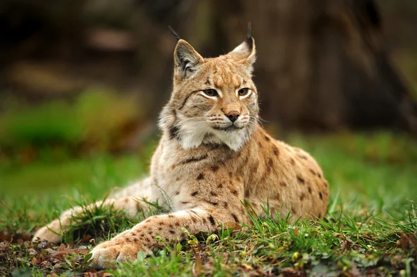 Young Lynx весной — стоковое фото