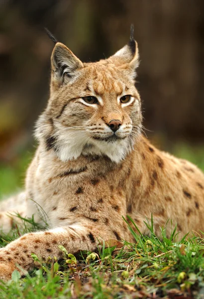 Jonge lynx in het voorjaar van — Stockfoto