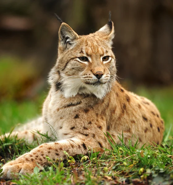 Jovem Lynx na primavera — Fotografia de Stock