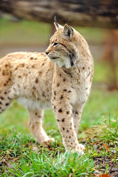 Jovem Lynx na primavera — Fotografia de Stock