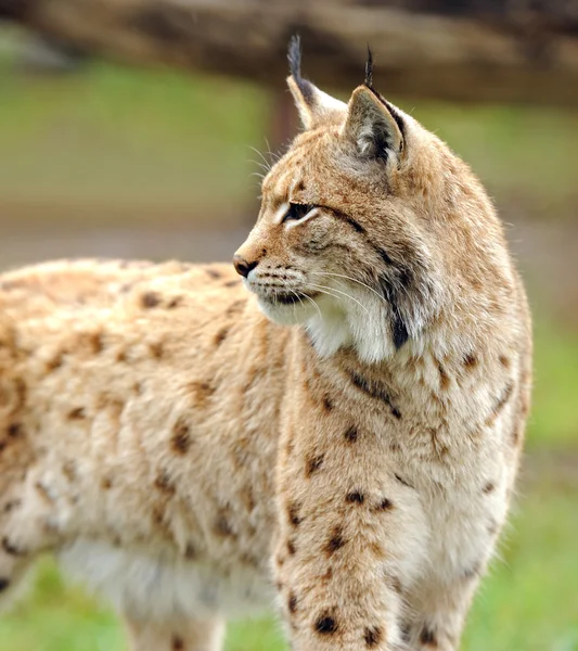 Jonge lynx in het voorjaar van — Stockfoto