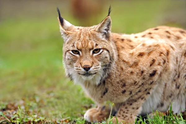 Young Lynx весной — стоковое фото
