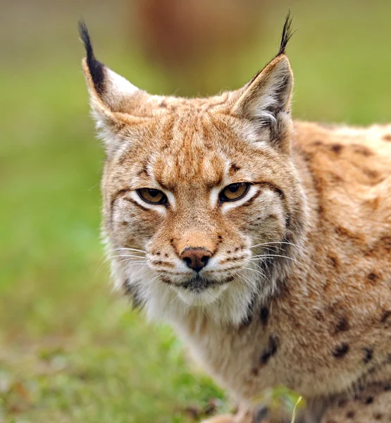 Lynx joven en primavera —  Fotos de Stock