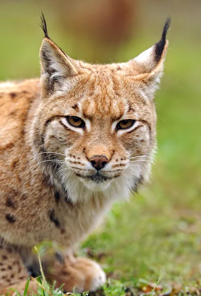 春の若い lynx — ストック写真