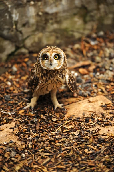 With big ears Owl — Stock Photo, Image
